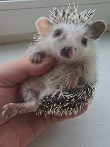 Африканский карликовый еж мальчик арлекин