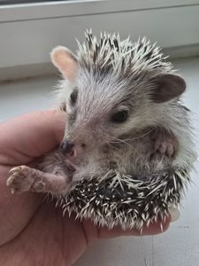 Африканский карликовый еж мальчик арлекин