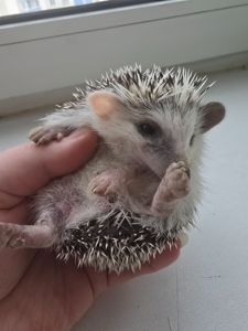 Африканский карликовый еж мальчик арлекин