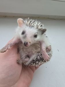 Африканский карликовый еж мальчик арлекин