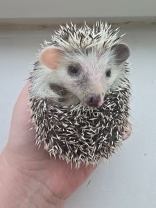 Африканский карликовый еж мальчик арлекин