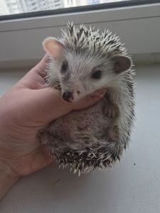 Африканский карликовый еж мальчик арлекин