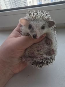 Африканский карликовый еж мальчик арлекин