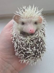 Африканский карликовый еж мальчик