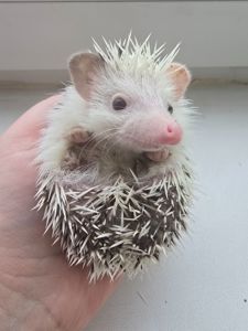 Африканский карликовый еж мальчик