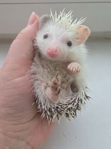 Африканский карликовый еж мальчик