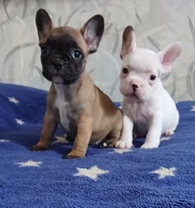 Цуценята Французькі бульдоги