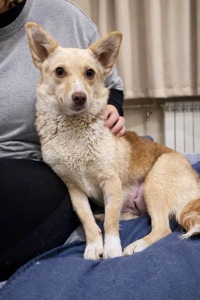 Невеличка собачка Клевер шукає люблячу і надійну родину!