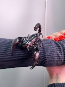 Декоративний ручний скорпіон, чорний скорпіон, домашній скорпіон Petersi, тропічний скорпіон
