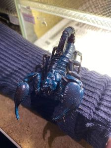 Декоративний ручний скорпіон, чорний скорпіон, домашній скорпіон Petersi, тропічний скорпіон