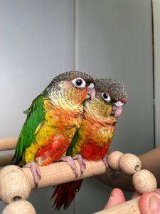 Ручний піррура, пташенята пирура, різнокольорові піррура з кільцем на лапці та ДНК тестом