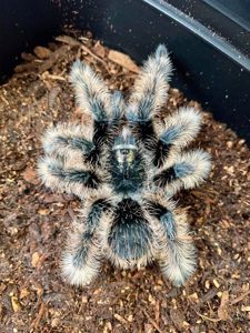 Ручні павуки для новачків, versicolor, emilia, smithi, sazimai