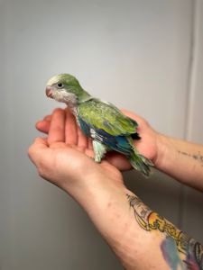 Каліта монах, ручний ченець, папужка квакер, блакитний монах, ручні птащеннята з ДНК тестами