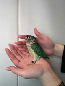 Ручний піррура, пташенята пирура, різнокольорові піррура з кільцем на лапці та ДНК тестом