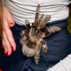 Ручні павуки для новачків, versicolor, emilia, smithi, sazimai