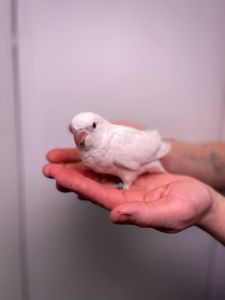 Каліта монах, ручний ченець, папужка квакер, блакитний монах, ручні птащеннята з ДНК тестами