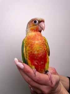 Ручний піррура, пташенята пирура, різнокольорові піррура з кільцем на лапці та ДНК тестом