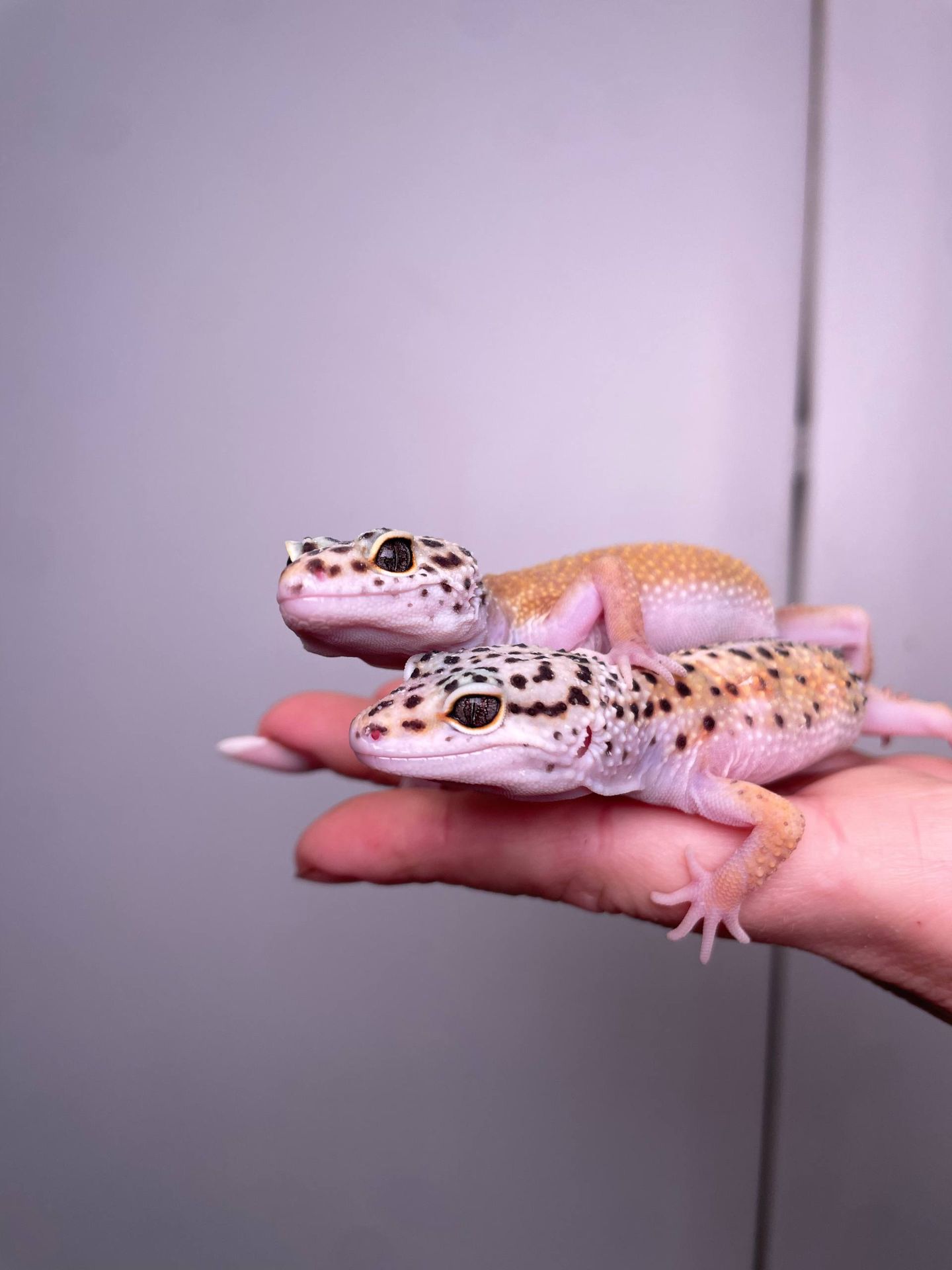 Еублефар, леопардовий гекон, эублефар, ручний плямистий еублефар