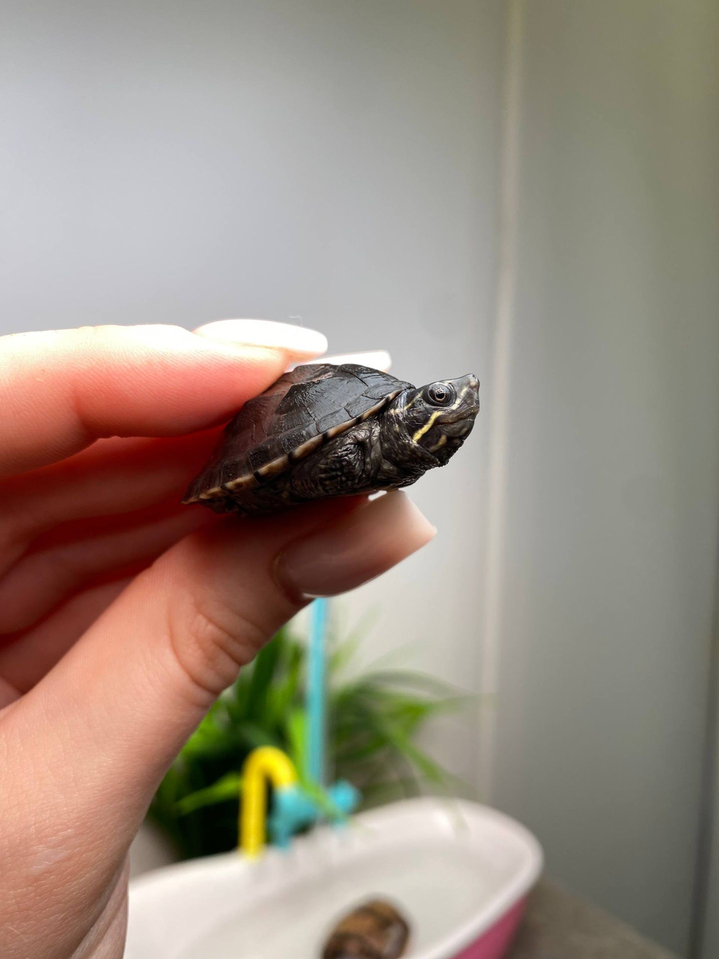 Карликова водяна черепаха, мускусна черепашка, домашня маленька черепаха, водяна маленька черепаха