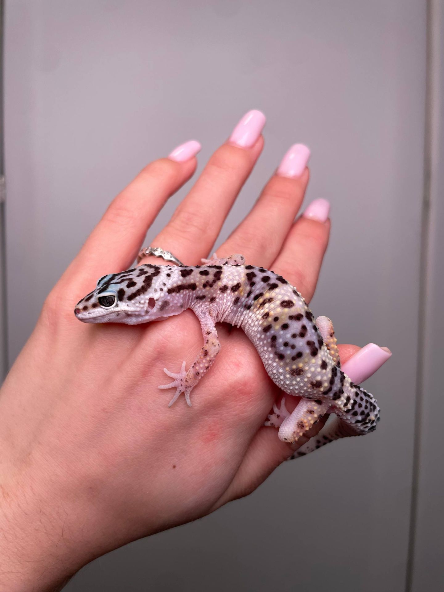 Еублефар, леопардовий гекон, эублефар, ручний плямистий еублефар