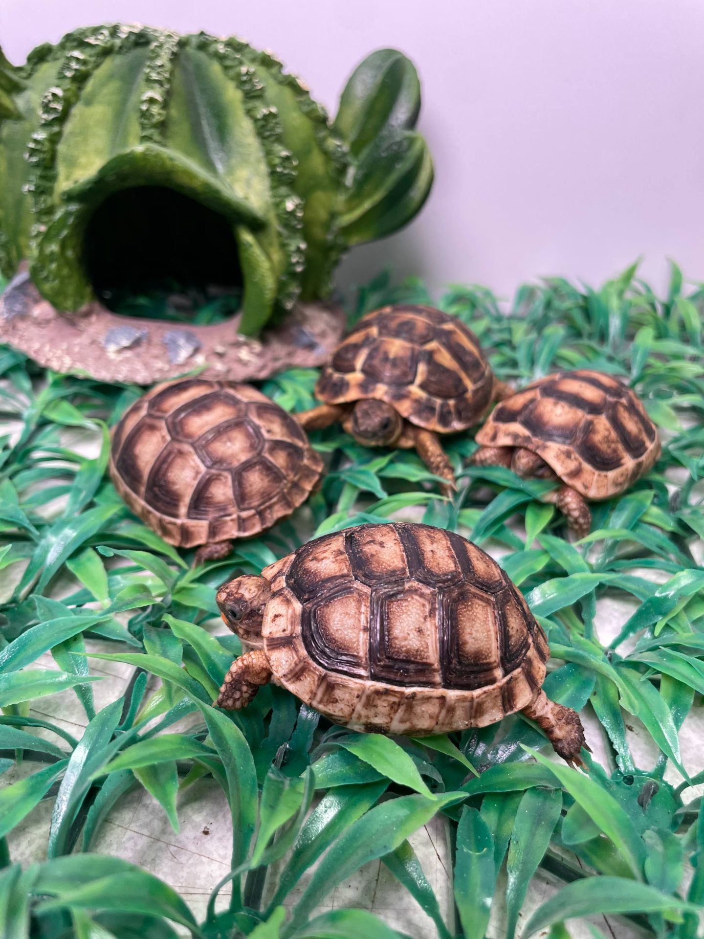 Карликова водяна черепаха, мускусна черепашка, домашня маленька черепаха, водяна маленька черепаха