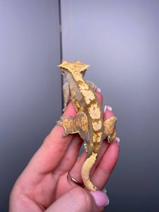 Ручний гекон бананоїд, війчастий гекон, реснитчастый гекон, другие виды