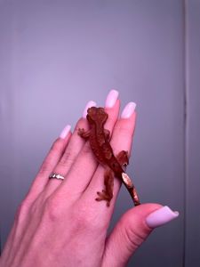 Ручний гекон бананоїд, війчастий гекон, реснитчастый гекон, другие виды