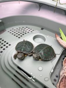 Карликова водяна черепаха, мускусна черепашка, домашня маленька черепаха, водяна маленька черепаха