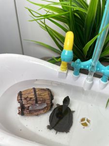 Карликова водяна черепаха, мускусна черепашка, домашня маленька черепаха, водяна маленька черепаха