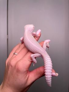 Еублефар, леопардовий гекон, эублефар, ручний плямистий еублефар