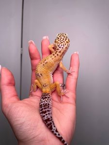 Еублефар, леопардовий гекон, эублефар, ручний плямистий еублефар