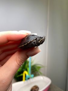 Карликова водяна черепаха, мускусна черепашка, домашня маленька черепаха, водяна маленька черепаха