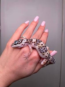 Еублефар, леопардовий гекон, эублефар, ручний плямистий еублефар