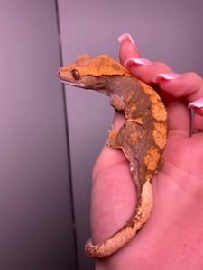 Ручний гекон бананоїд, війчастий гекон, реснитчастый гекон, другие виды