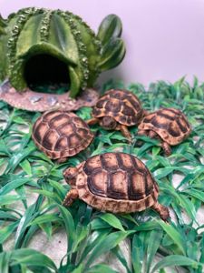 Карликова водяна черепаха, мускусна черепашка, домашня маленька черепаха, водяна маленька черепаха