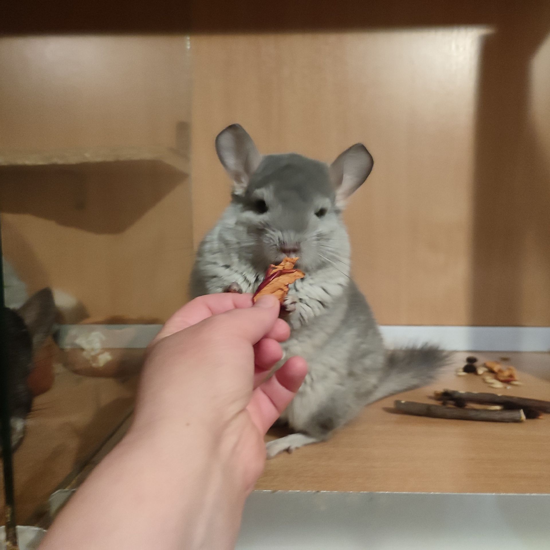 Дівчинка шиншила блакитний діамант можлива носійка ангори