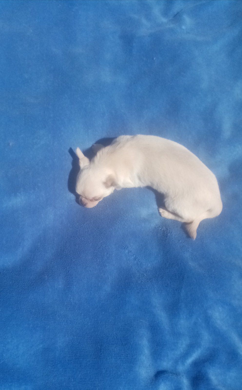 Чихуахуа крем мальчик