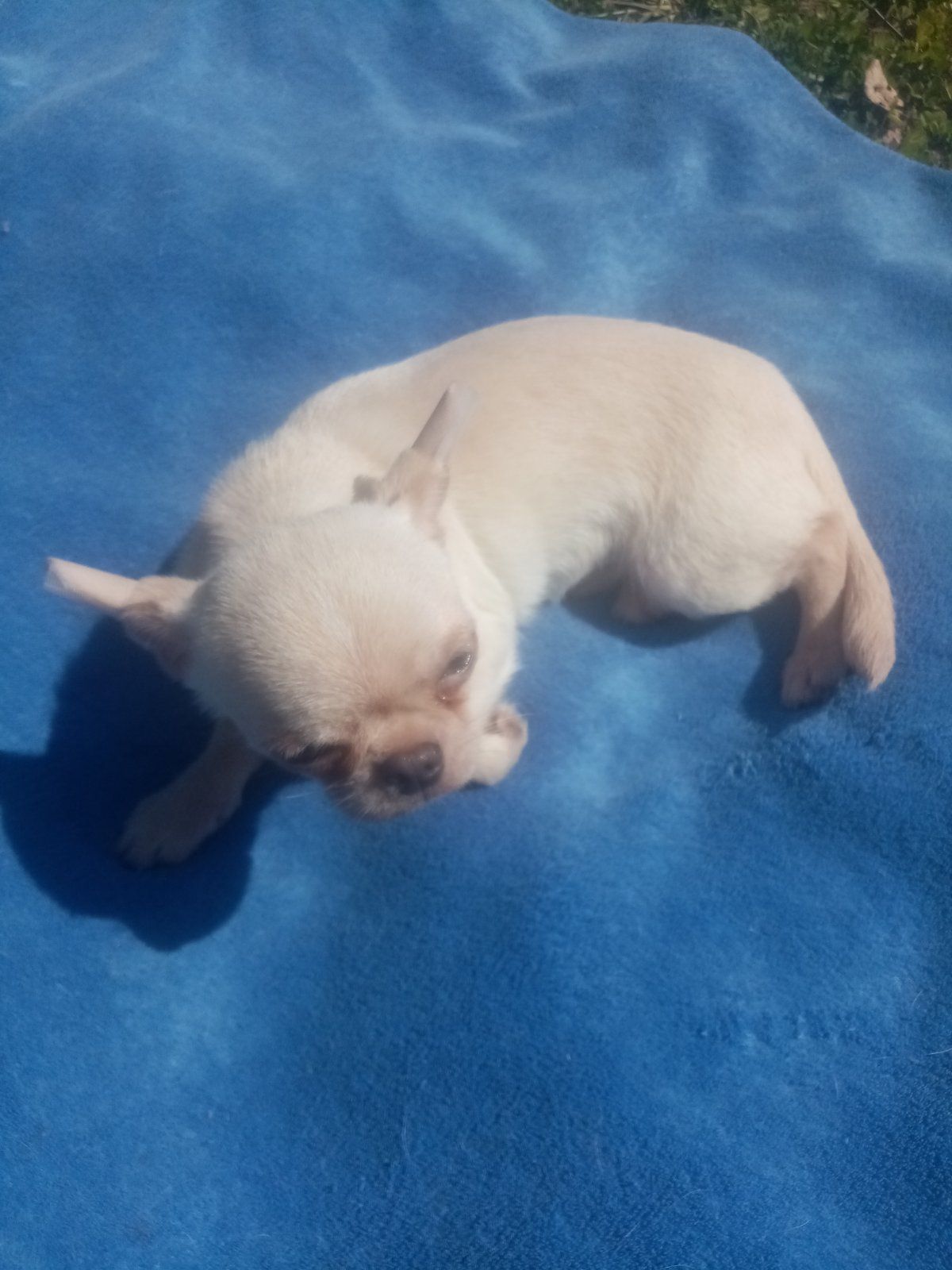 Чихуахуа крем мальчик