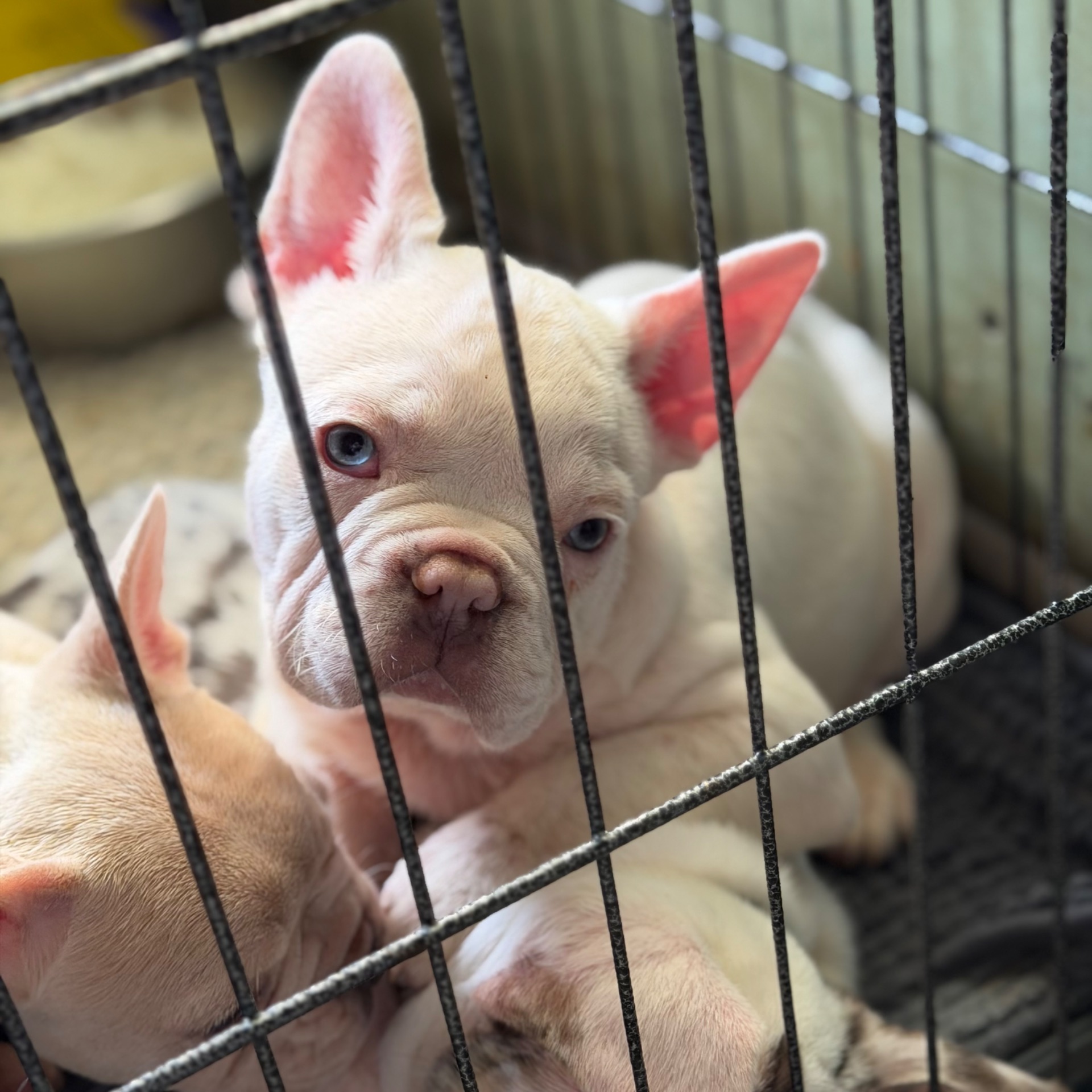 Щенки французского бульдога