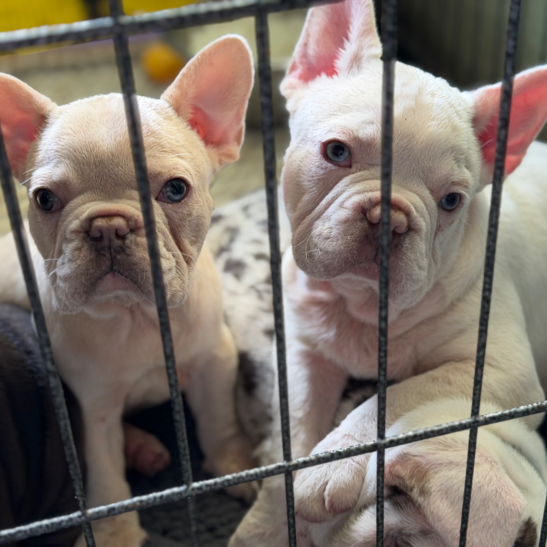 Щенки французского бульдога