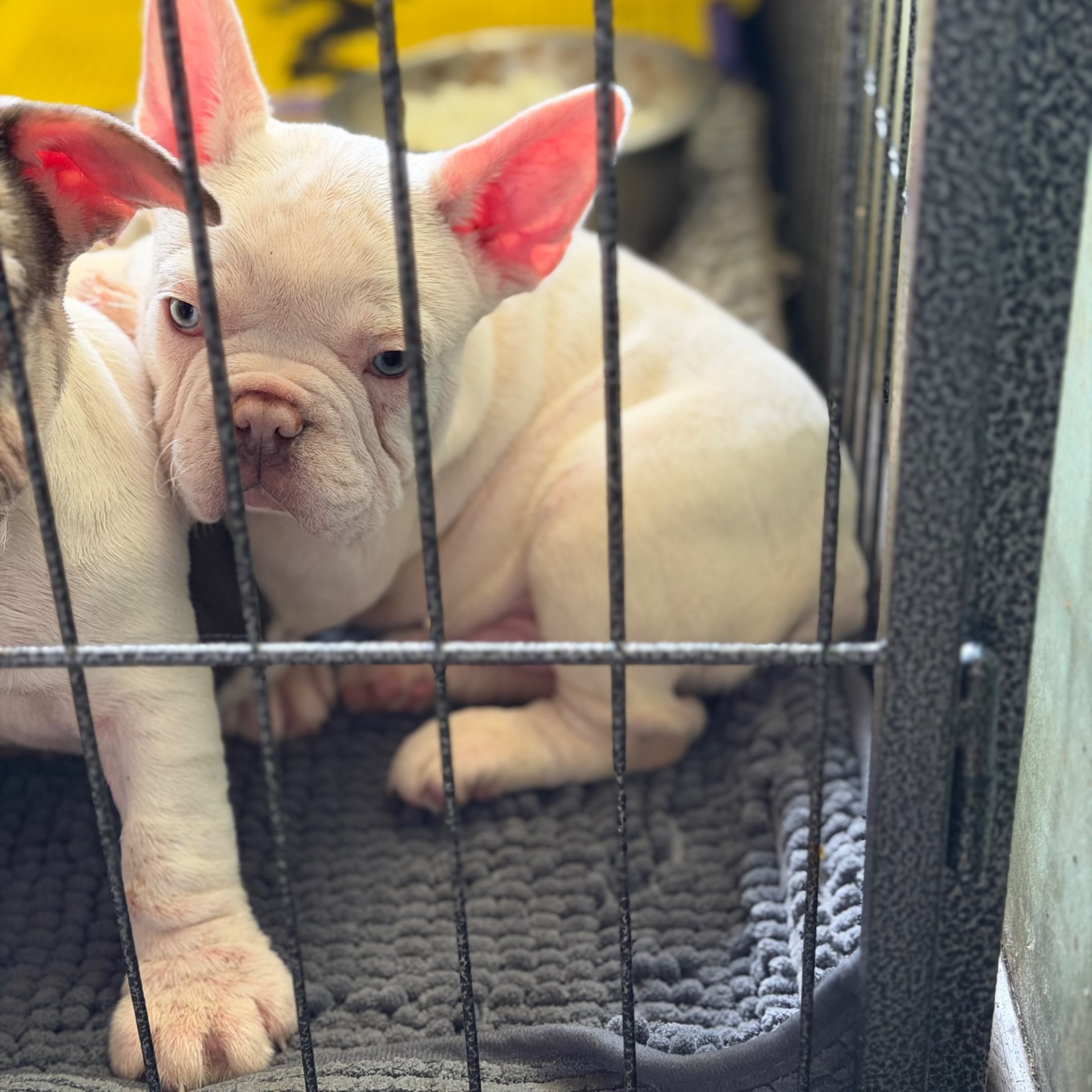 Щенки французского бульдога