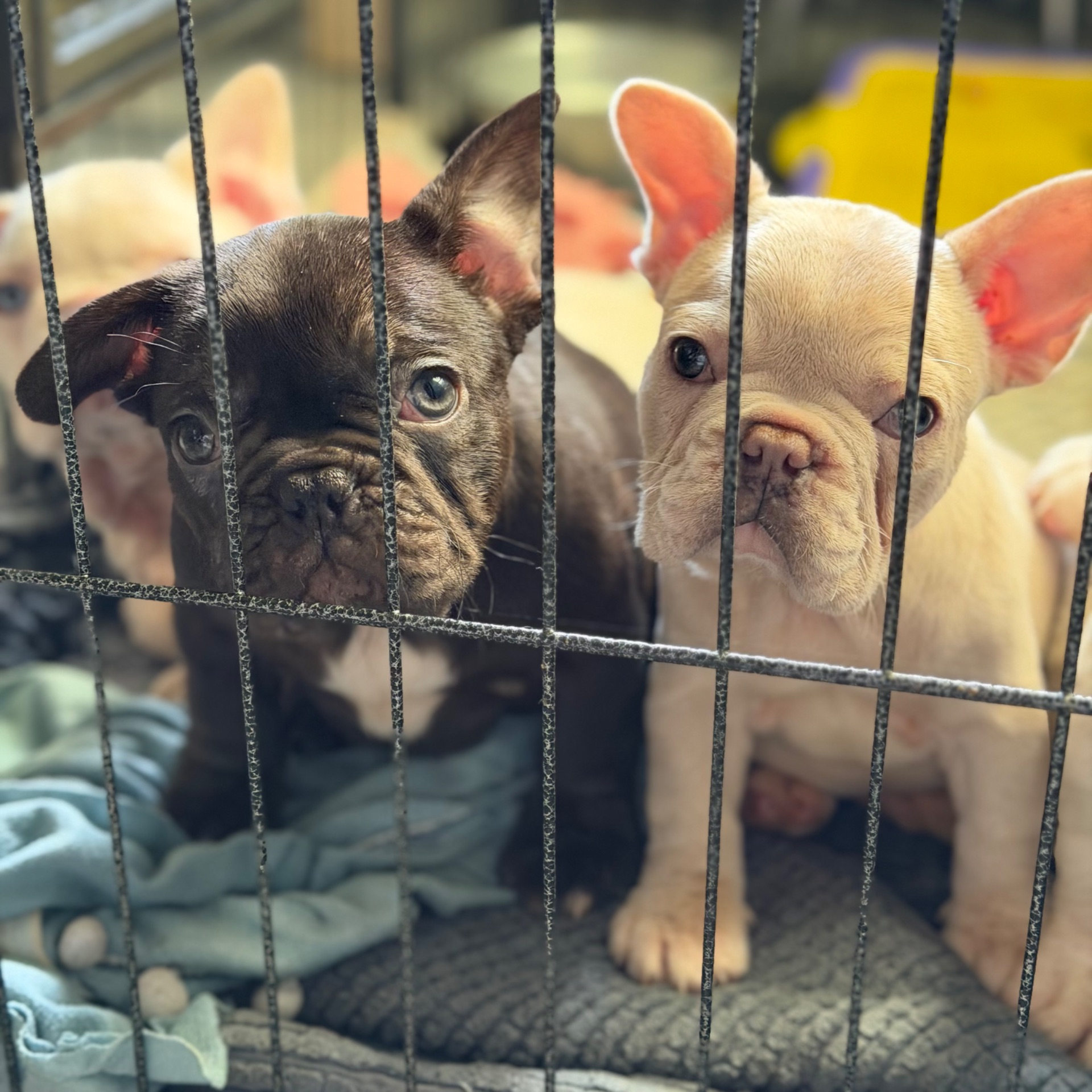 Щенки французского бульдога