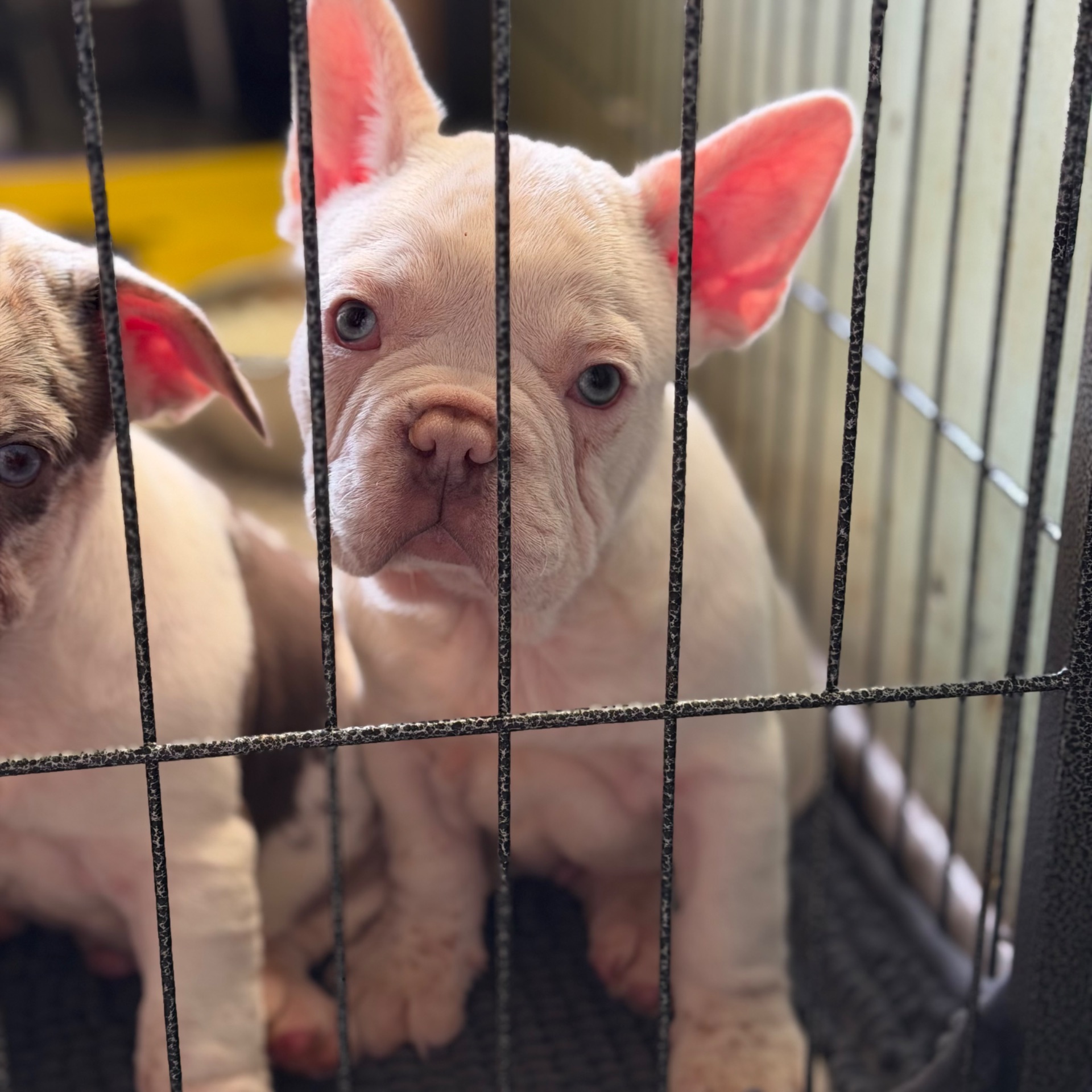 Щенки французского бульдога