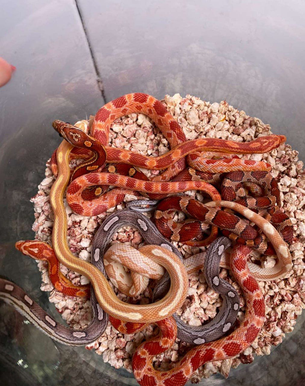 Маїсовий полоз, кукурудзяна змія, яскрава змія, не отруйна домашня змія, полоз