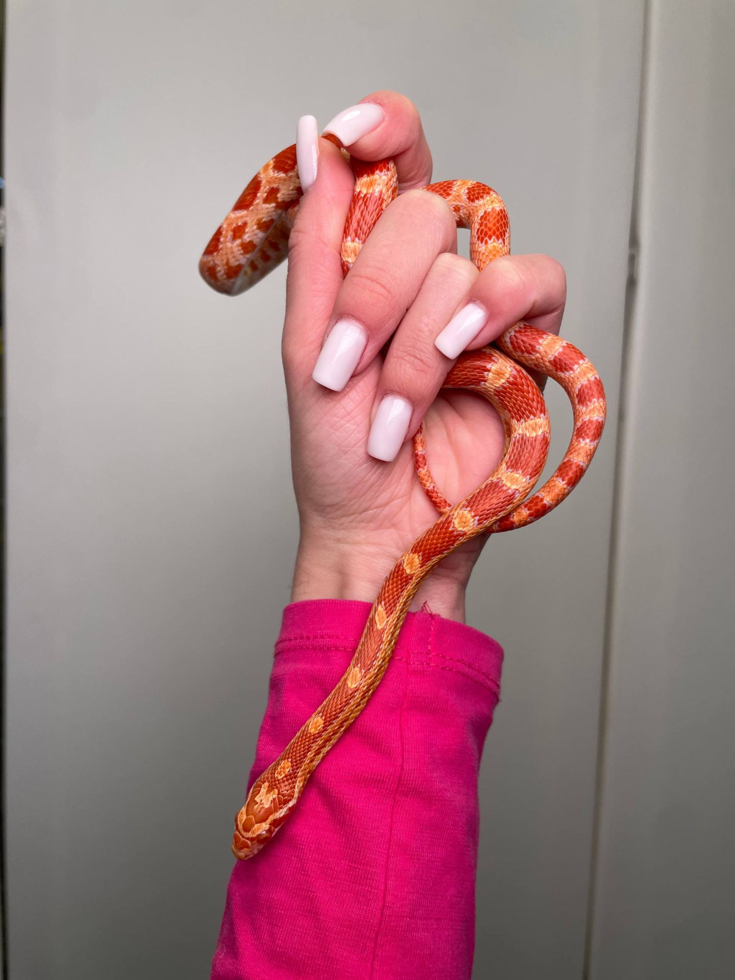 Маїсовий полоз, кукурудзяна змія, яскрава змія, не отруйна домашня змія, полоз