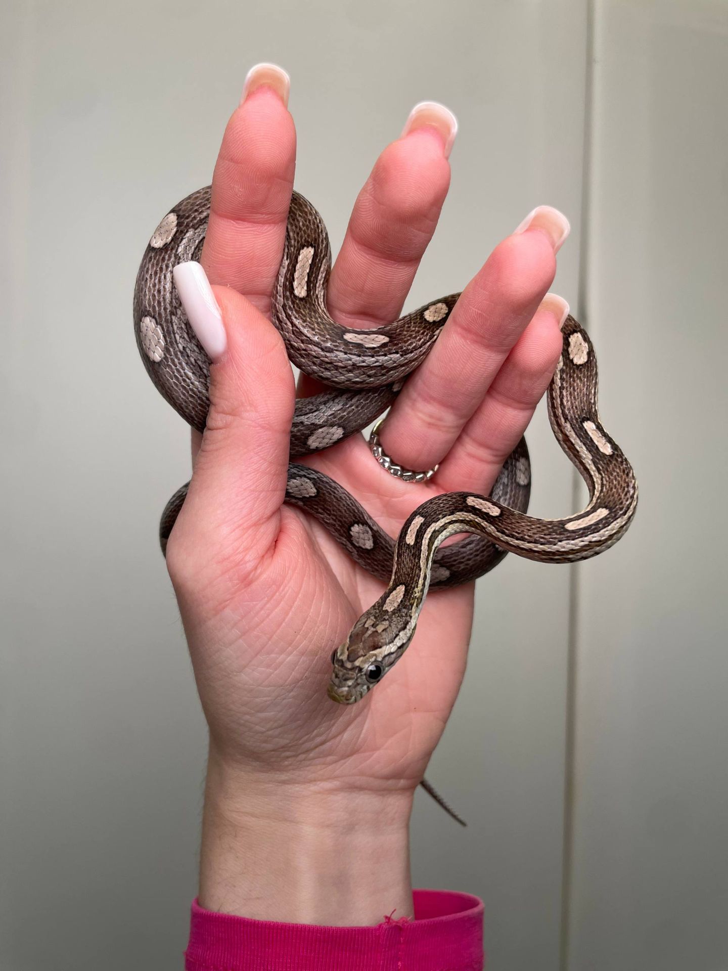 Маїсовий полоз, кукурудзяна змія, яскрава змія, не отруйна домашня змія, полоз