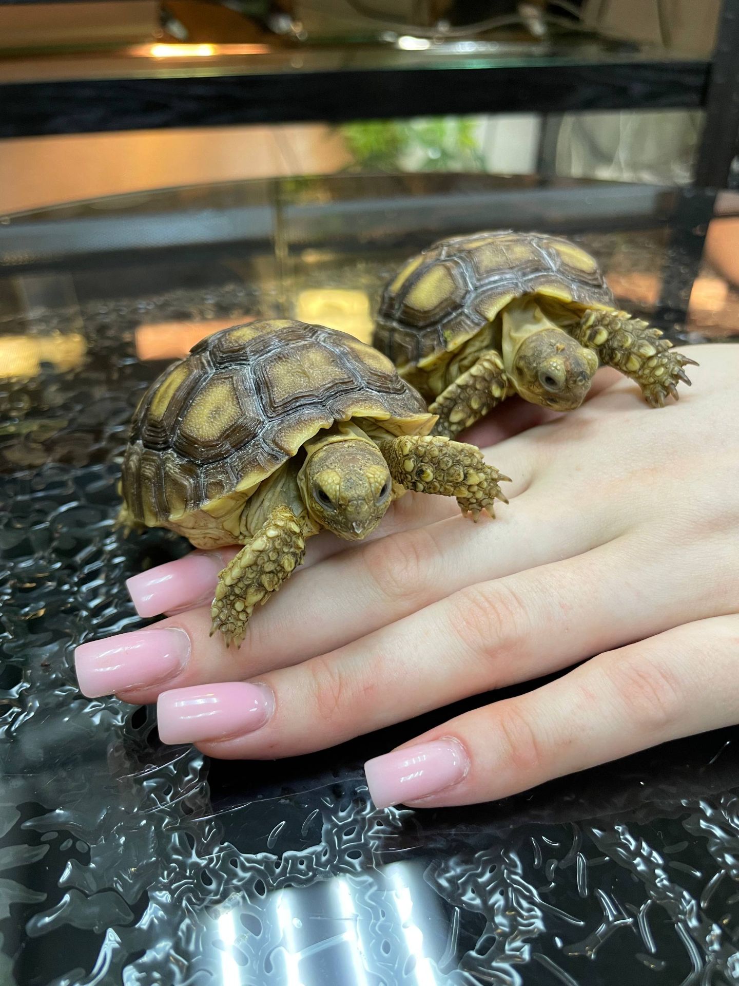 Сухопутна черепаха, балканська, середньоазіатська, шпороносна, грецька маленька домашня черепаха