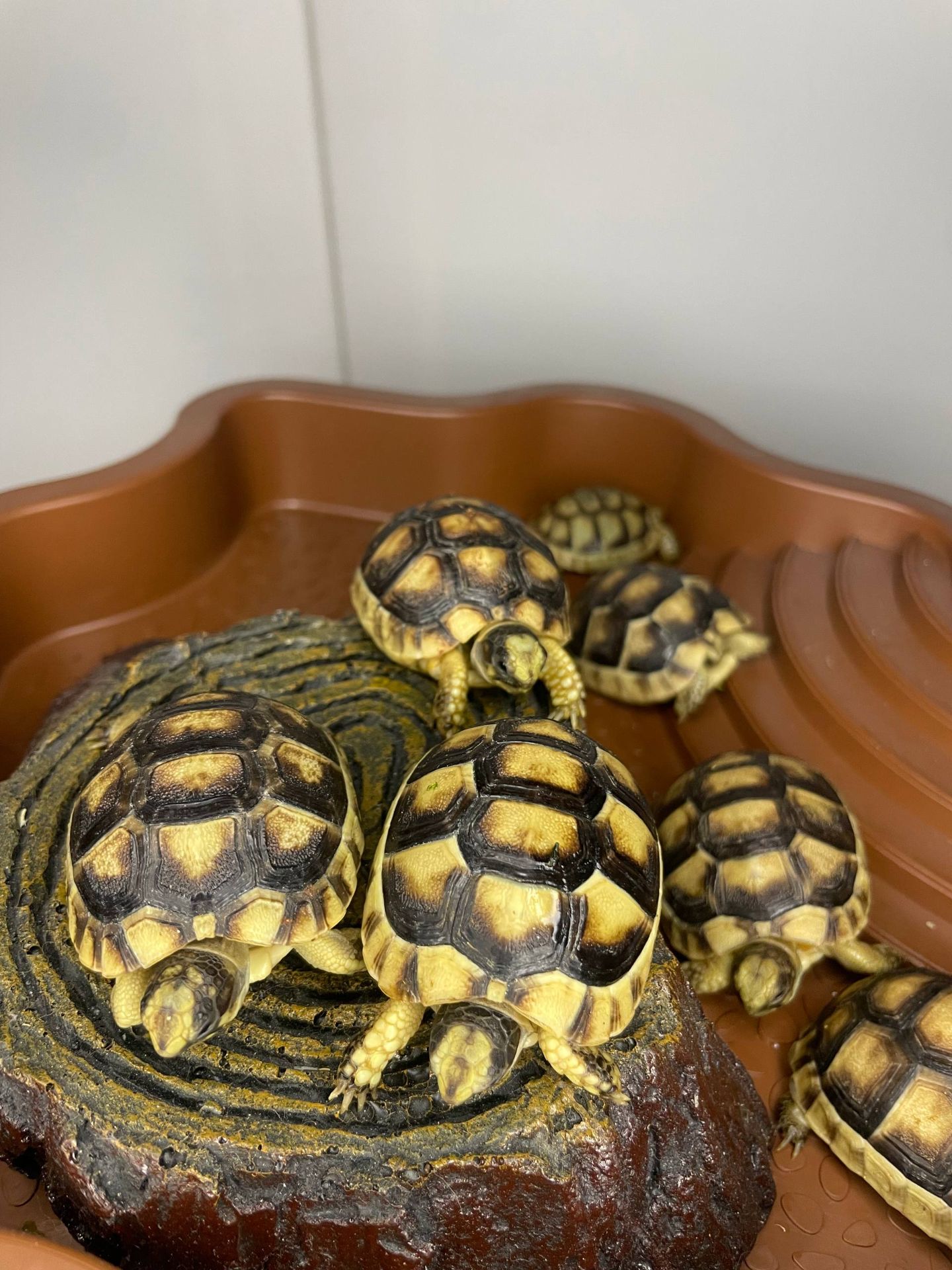 Сухопутна черепаха, балканська, середньоазіатська, шпороносна, грецька маленька домашня черепаха