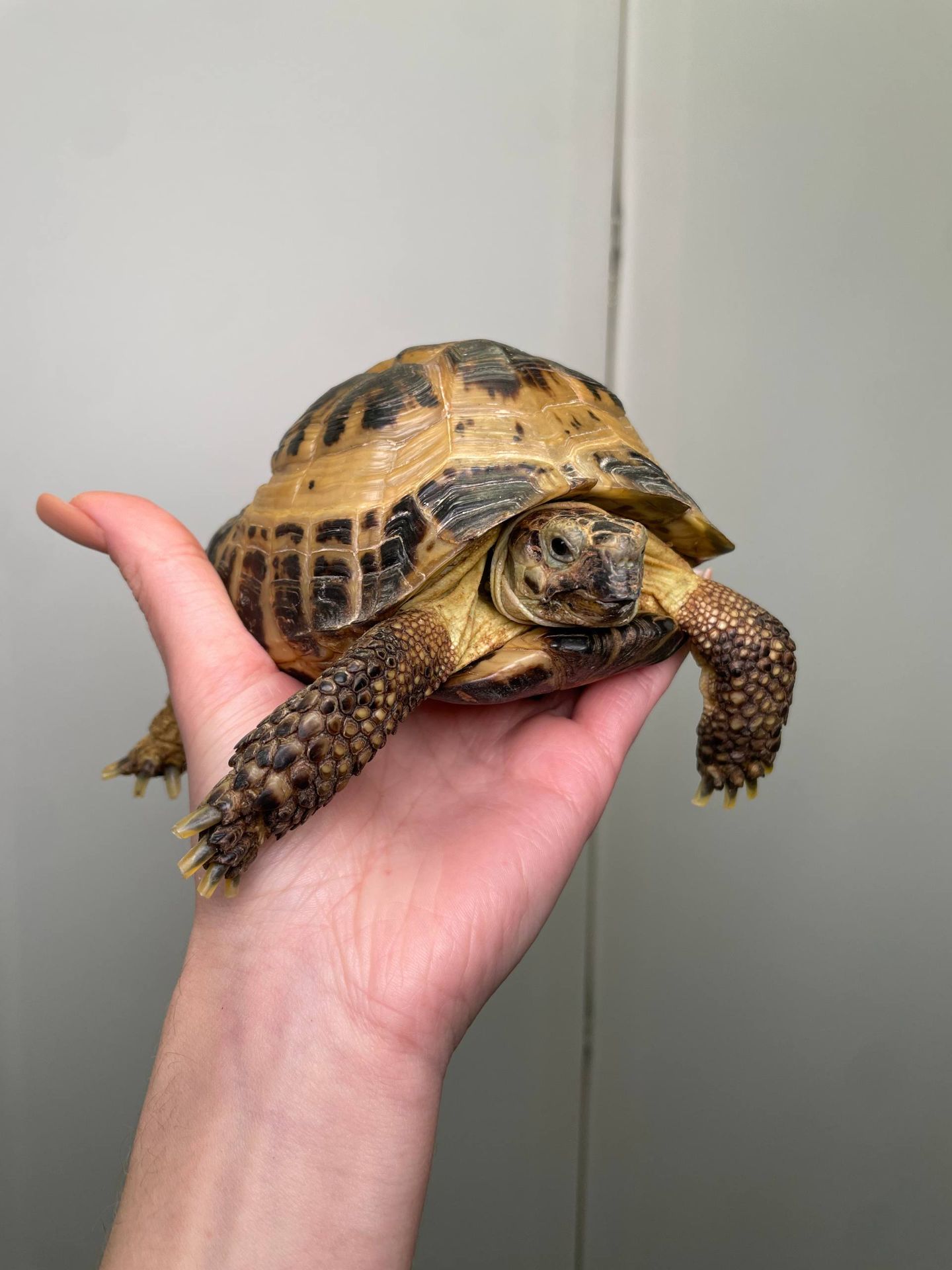 Сухопутна черепаха, балканська, середньоазіатська, шпороносна, грецька маленька домашня черепаха