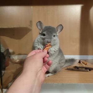 Дівчинка шиншила блакитний діамант можлива носійка ангори